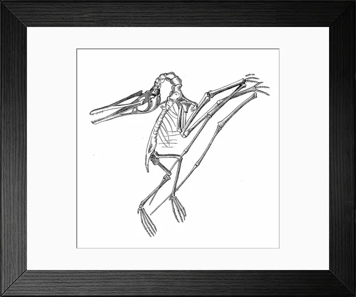 Framed Print : Antique biology zoology image: Pterodactylus elegans Framed Print : Antique biology zoology image: Pterodactylus elegans