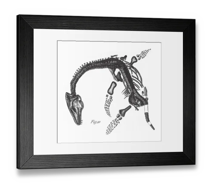 Framed Print : Fossils of the Tertiary Period, Fossils and Skeletons Engraving Antique Illustration, Published 1851