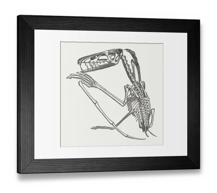 Framed Print : Pterodactylus crassirostris, fossil from Solnhofen, Germany Framed Print : Pterodactylus crassirostris, fossil from Solnhofen, Germany