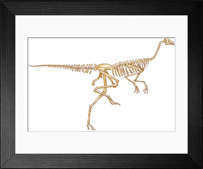 Framed Print : Illustration of Ornithomimus, bipedal dinosaur skeleton Framed Print : Illustration of Ornithomimus, bipedal dinosaur skeleton