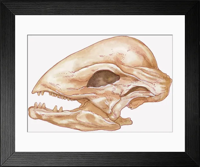 Framed Print : Illustration of Stegoceras skull showing thick, rounded top of head Framed Print : Illustration of Stegoceras skull showing thick, rounded top of head