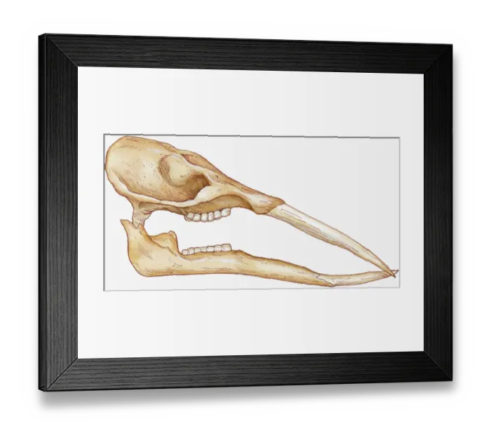 Framed Print : Illustration of Gomphotherium showing tusks on elongated jaw and grinding teeth