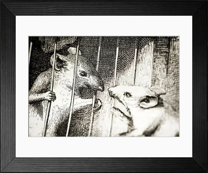 Framed Print : Humanized animals illustrations: Mouse in prison Framed Print : Humanized animals illustrations: Mouse in prison