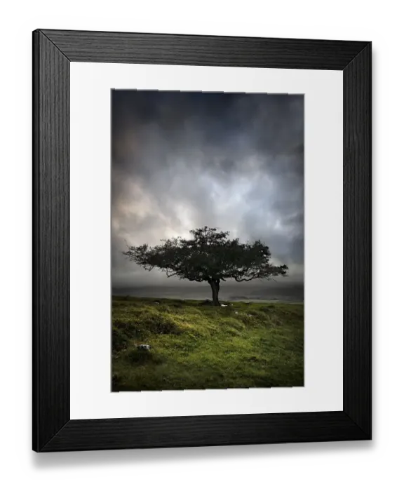 Framed Print : Lone tree, Sharpitor Hill, Dartmoor, Devon, England Framed Print : Lone tree, Sharpitor Hill, Dartmoor, Devon, England