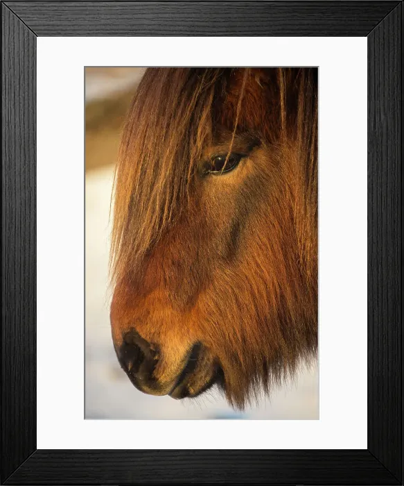 Framed Print : Icelandic horse at dawn Framed Print : Icelandic horse at dawn