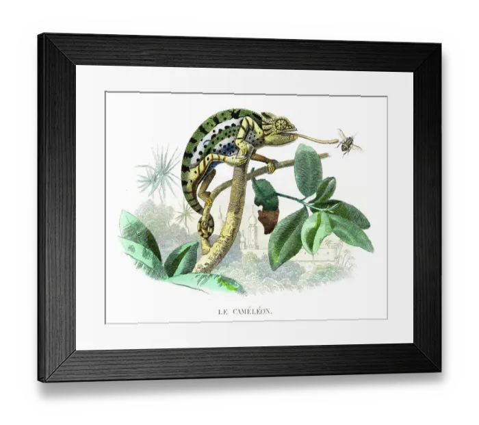 Framed Print : Chameleon - Hand colored print from Histoire naturelle de Lacepede 1847 Framed Print : Chameleon - Hand colored print from Histoire naturelle de Lacepede 1847