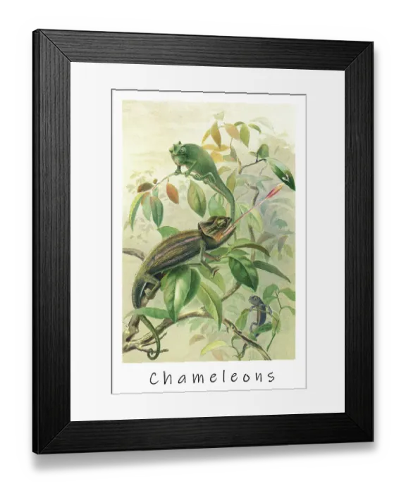 Framed Print : Old engraved illustration of Chameleons or chamaeleons, Old World lizards Framed Print : Old engraved illustration of Chameleons or chamaeleons, Old World lizards