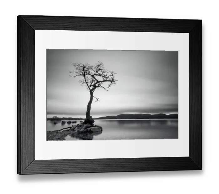 Framed Print : Lonely bare tree Framed Print : Lonely bare tree