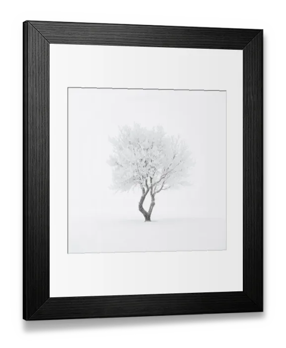 Framed Print : Lonely tree in the fog in winter Framed Print : Lonely tree in the fog in winter