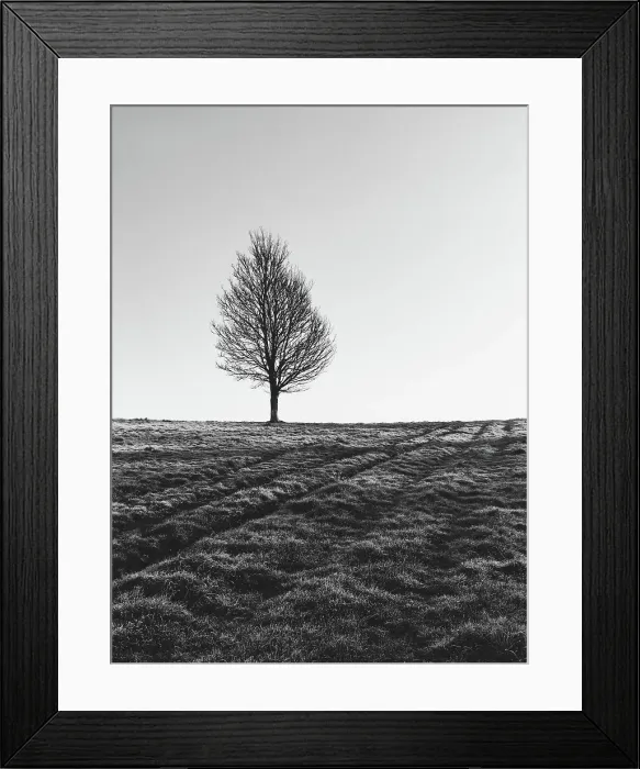 Framed Print : Single bare tree in winter
