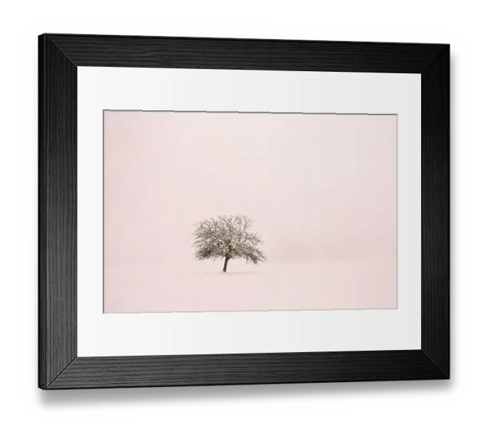 Framed Print : Tree in field of snow Framed Print : Tree in field of snow