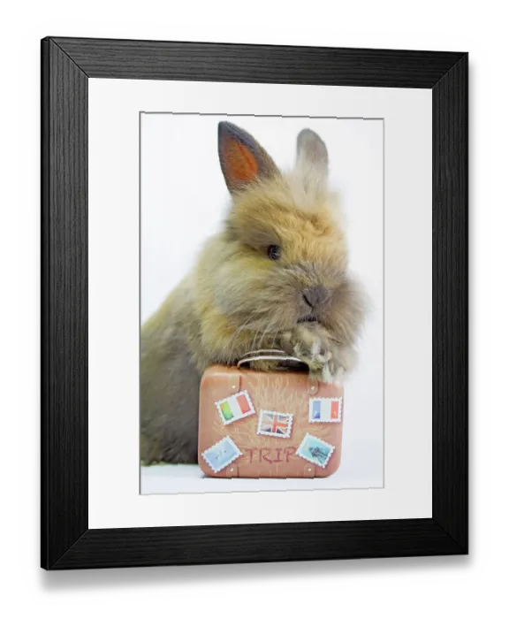 Framed Print : Dwarf rabbit with a suitcase to go on vacation and relax Framed Print : Dwarf rabbit with a suitcase to go on vacation and relax