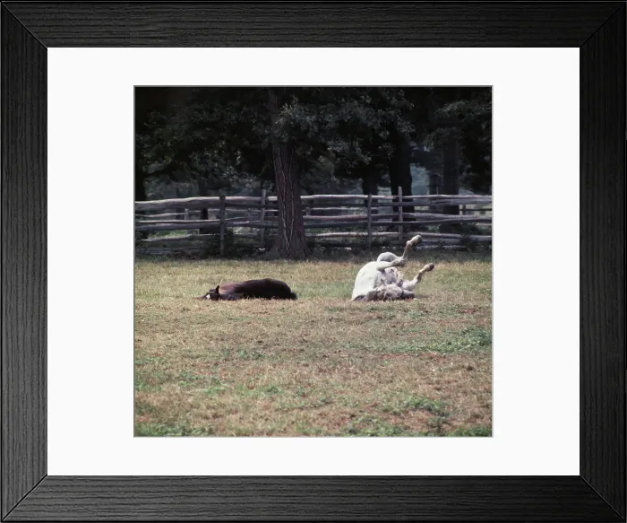 Framed Print : Horses Rolling Framed Print : Horses Rolling