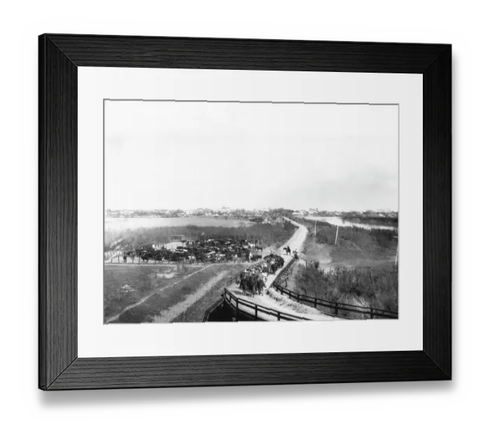 Framed Print : Cattle Drive Framed Print : Cattle Drive