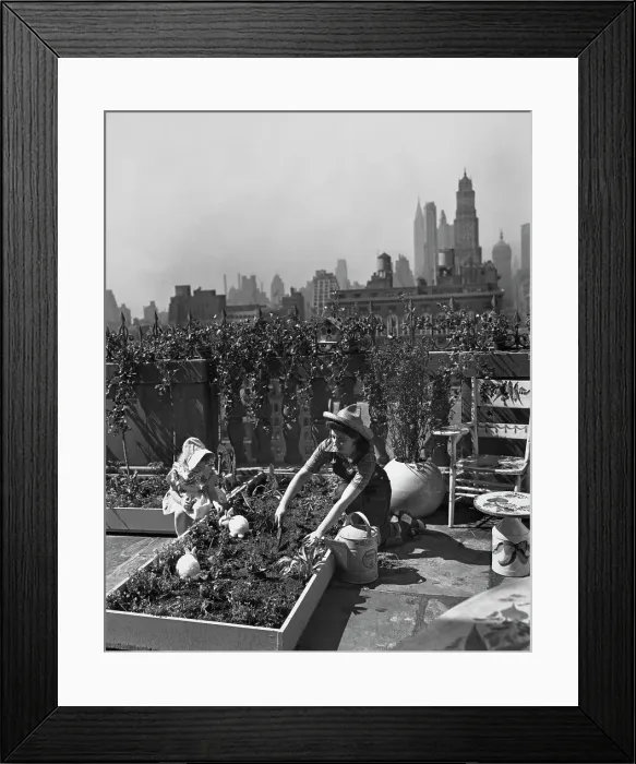 Framed Print : NYC's vegetable garden Framed Print : NYC's vegetable garden