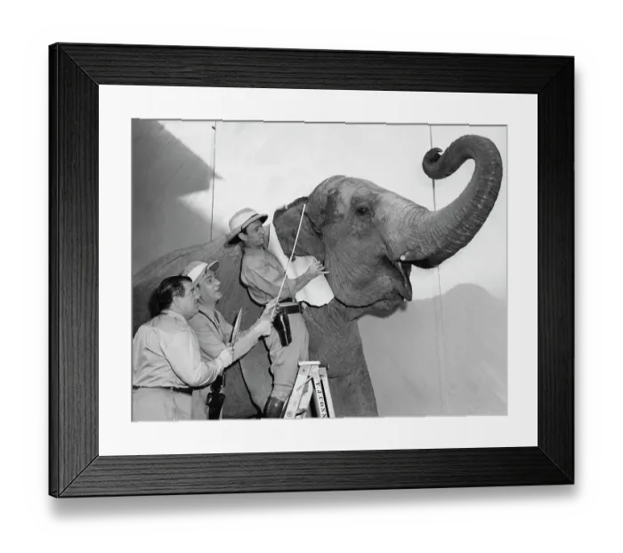 Framed Print : Abbott And Costello With Elephant Framed Print : Abbott And Costello With Elephant