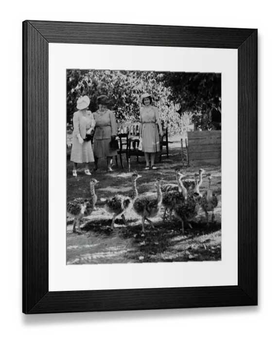 Framed Print : Princess Elizabeth Visiting Ostrich Farm Framed Print : Princess Elizabeth Visiting Ostrich Farm