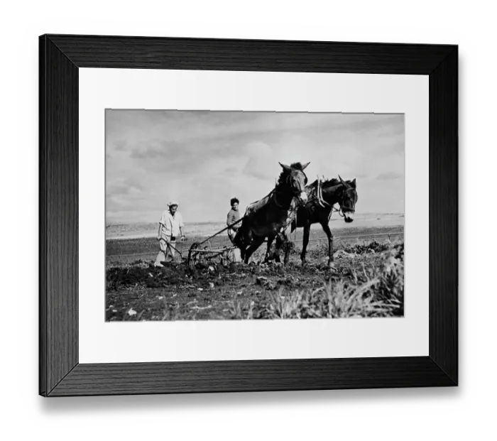 Framed Print : Farmers In Palestine