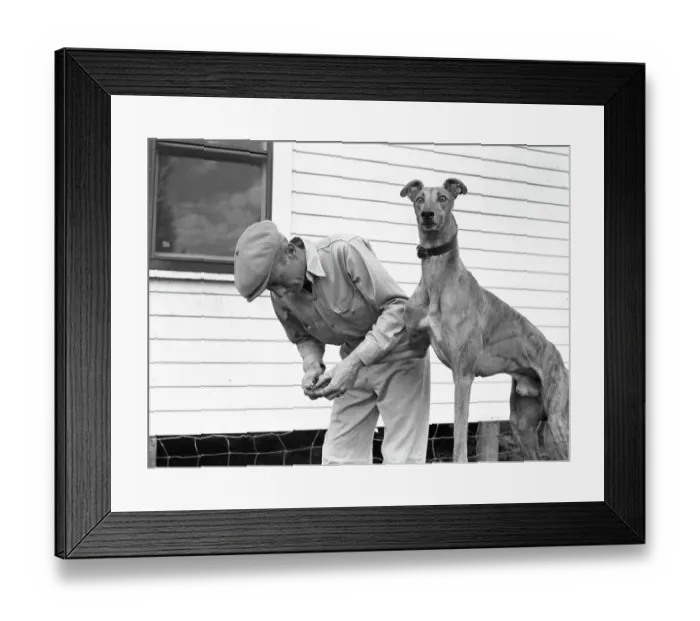 Framed Print : Racing Greyhound Gets A Manicure Framed Print : Racing Greyhound Gets A Manicure