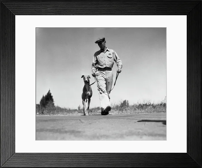 Framed Print : Dog Walks On Racing Day Framed Print : Dog Walks On Racing Day