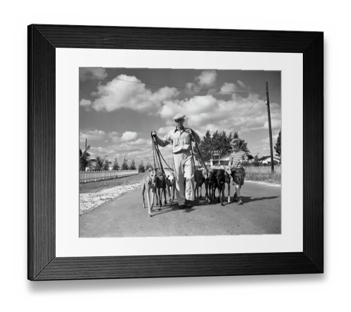 Framed Print : Greyhounds With Pedigrees Framed Print : Greyhounds With Pedigrees