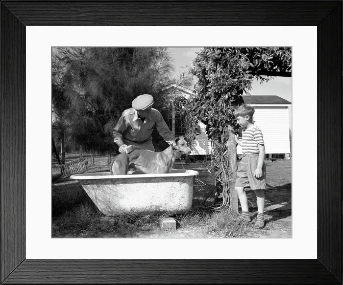 Framed Print : Bathing a Racing Dog Framed Print : Bathing a Racing Dog