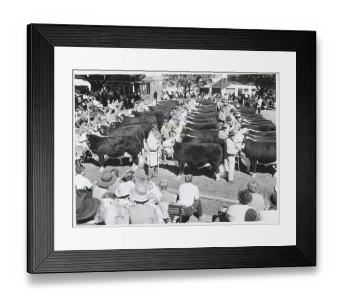 Framed Print : Cattle Waiting in Judging Ring Framed Print : Cattle Waiting in Judging Ring
