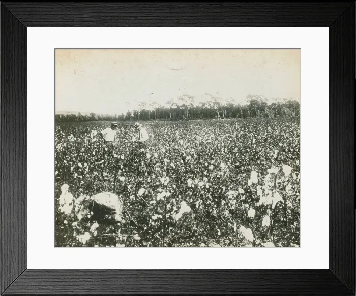 Framed Print : Men Inspecting Crop of Cotton