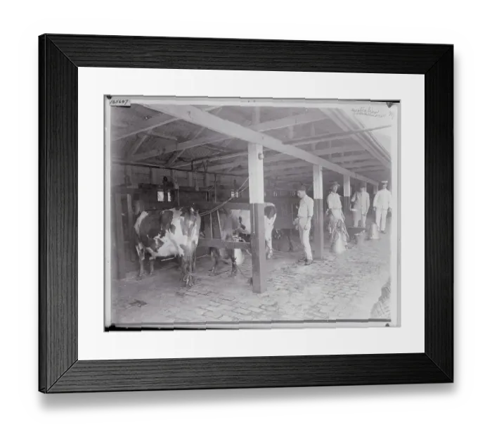 Framed Print : Milking Cows Framed Print : Milking Cows