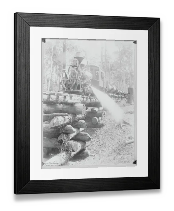 Framed Print : Logging Train in Australian Forest Framed Print : Logging Train in Australian Forest