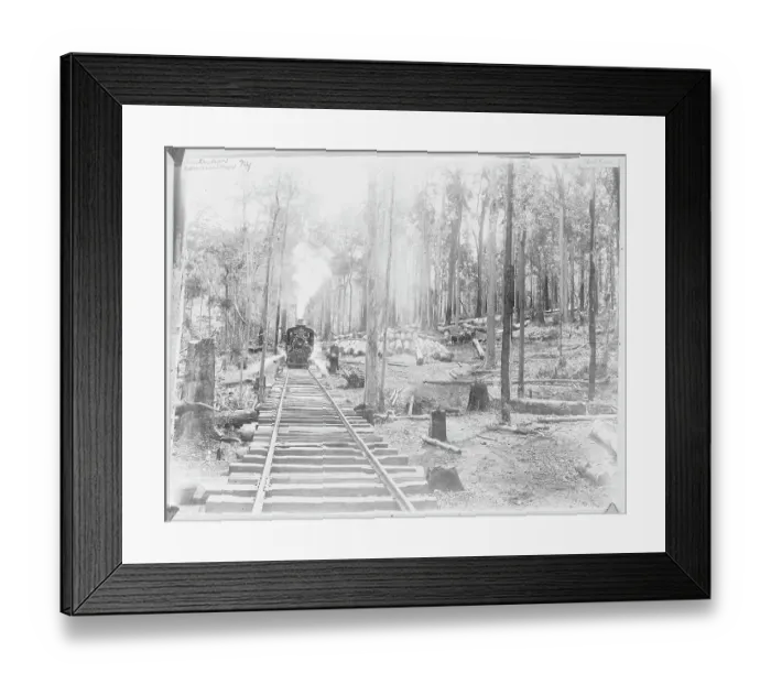 Framed Print : Logging Train in Forest Framed Print : Logging Train in Forest