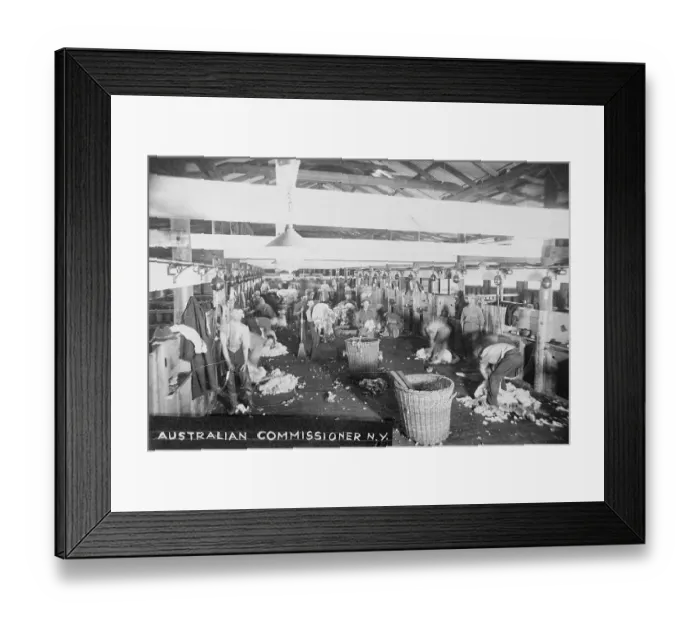Framed Print : Sheep Shearing Framed Print : Sheep Shearing