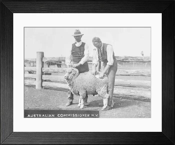 Framed Print : Shearing a Sheep Framed Print : Shearing a Sheep