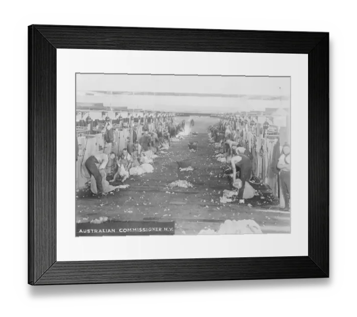 Framed Print : Sheep Shearing Framed Print : Sheep Shearing