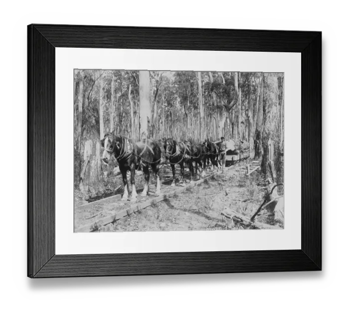 Framed Print : Horses Pulling Logs Framed Print : Horses Pulling Logs