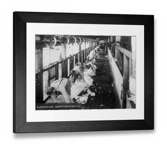 Framed Print : Sheep Shearing Shed Framed Print : Sheep Shearing Shed