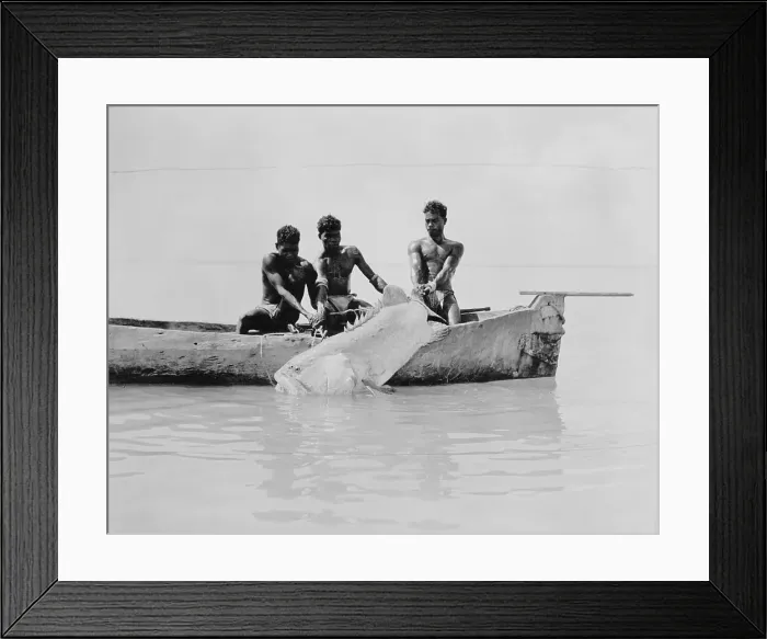 Framed Print : Aborigines Hauling Large Grouper into Canoe Framed Print : Aborigines Hauling Large Grouper into Canoe