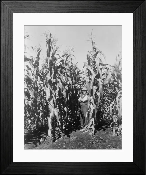 Framed Print : Corn Stalks in Australia Framed Print : Corn Stalks in Australia