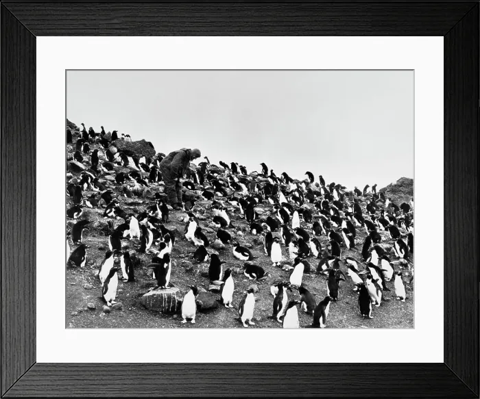 Framed Print : Man With Penguins In Antarctica Framed Print : Man With Penguins In Antarctica