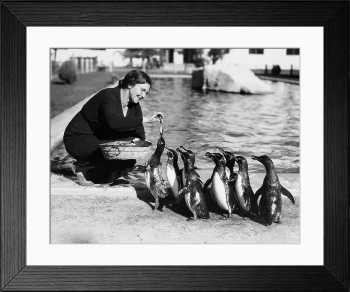 Framed Print : Zoo Director Feeding Penguins Framed Print : Zoo Director Feeding Penguins