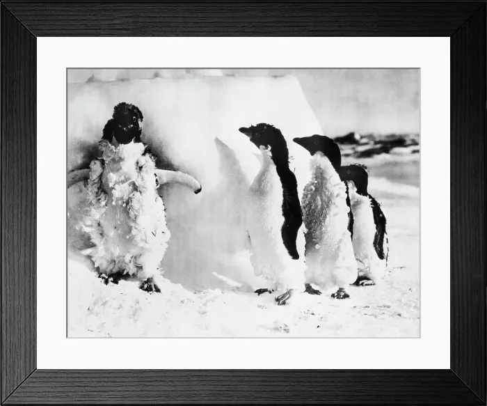 Framed Print : Penguins On Macquarie Island Framed Print : Penguins On Macquarie Island