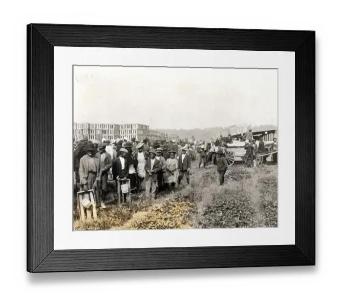 Framed Print : Black Strawberry Pickers In Norfolk, Va Framed Print : Black Strawberry Pickers In Norfolk, Va