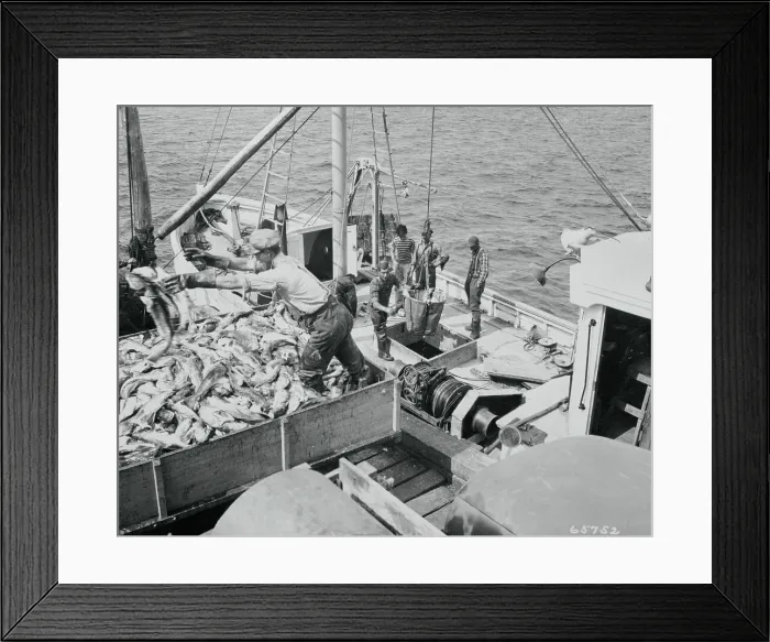 Framed Print : Fisherman Loading Fish From Boat