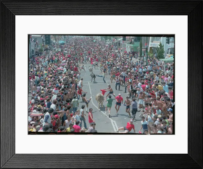 Framed Print : Man Being Thrown by Bull Framed Print : Man Being Thrown by Bull