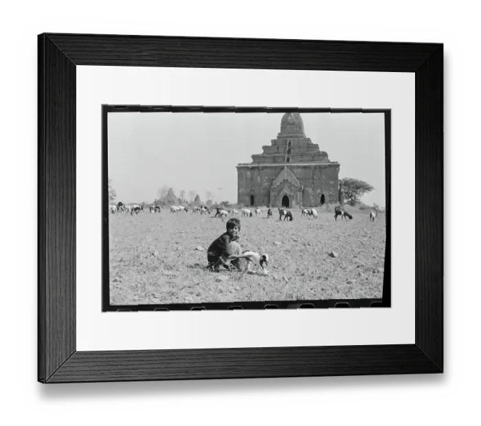 Framed Print : Lad with Grazing Animals