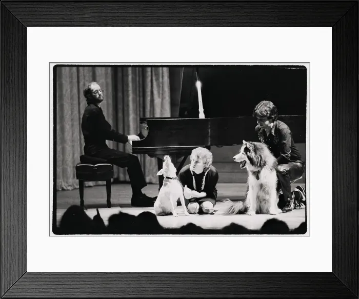 Framed Print : Singing Dogs Performing With Pianist Framed Print : Singing Dogs Performing With Pianist