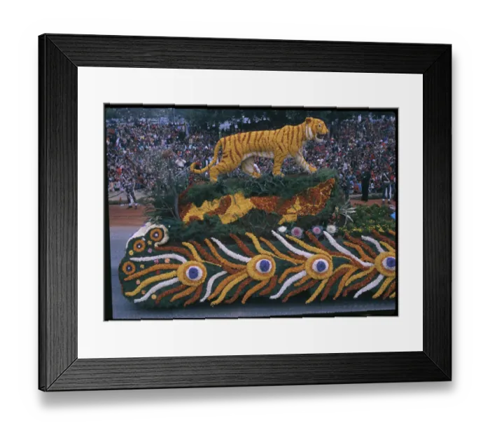 Framed Print : Marigold Tiger Atop Float in Republic Day Parade Framed Print : Marigold Tiger Atop Float in Republic Day Parade