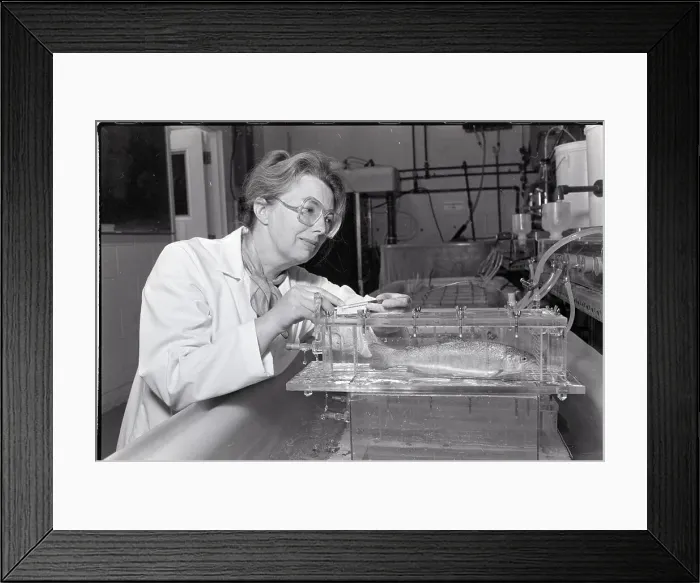 Framed Print : Researcher Conducts Test On Fish Framed Print : Researcher Conducts Test On Fish