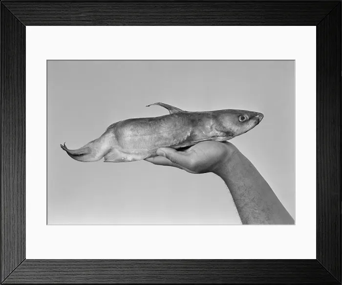 Framed Print : Deformed Catfish
