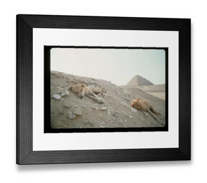 Framed Print : Desert Dogs Sleep in Holes Near Step Pyramid Framed Print : Desert Dogs Sleep in Holes Near Step Pyramid